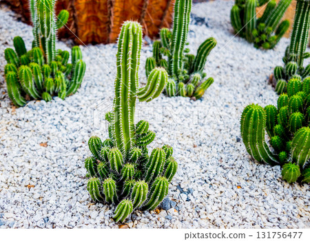 Collection beautiful prickly cacti in the greenhouse 131756477