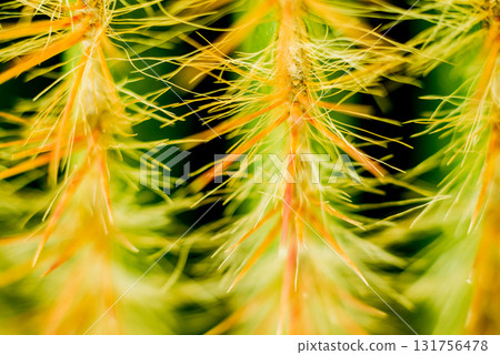 Beautiful macro shots of prickly cactus. Background and textures 131756478