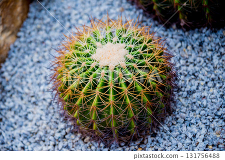 Collection beautiful prickly cacti in the greenhouse Collection beautiful prickly cacti in the greenhouse 131756488