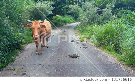 Aso Akaushi cattle grazing in Minamiaso Village 131756616