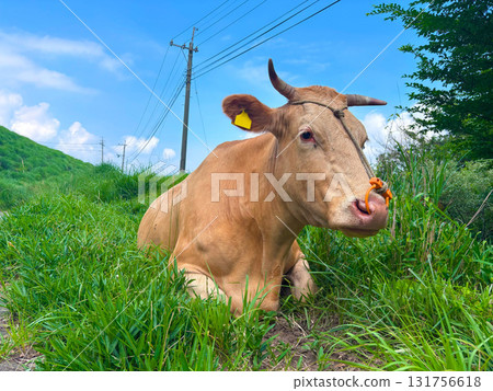 Aso Akaushi cattle grazing in Minamiaso Village 131756618