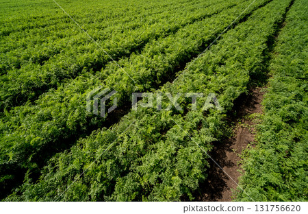 Long field and rows of carrots. Blue summer sky. 131756620