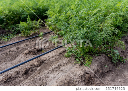 Drip irrigation system. Water saving drip irrigation system  131756623