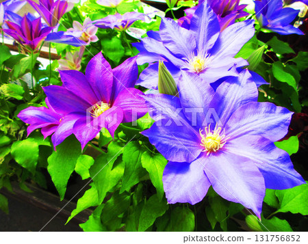 鐵線蓮藍色花景觀 鐵線蓮藍色花景觀 131756852