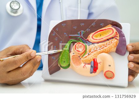 Liver with gallbladder, pancreas spleen and duodenum, Asian doctor holding human anatomy model for study diagnosis and treatment in hospital. Liver with gallbladder, pancreas spleen and duodenum, Asian doctor holding human anatomy model for study diagnosis and treatment in hospital. 131756929