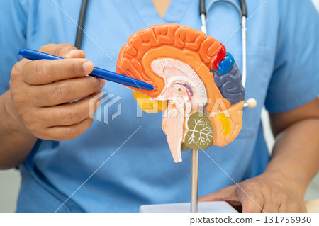 Alzheimer disease, Asian doctor holding brain anatomy model for study diagnosis and treatment in hospital. 131756930