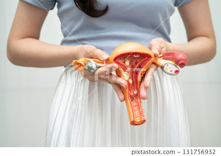 Uterus, Asian woman holding human anatomy model. 131756932
