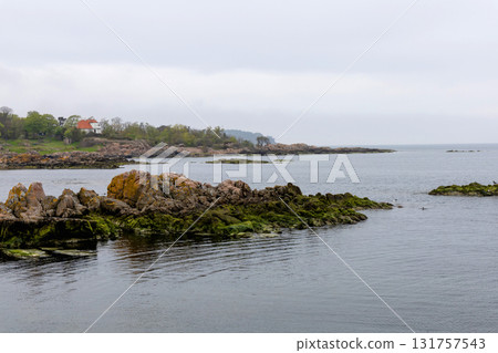 Coast line of sea. Stones covered with yellow and green moss and cloudy sky. 131757543