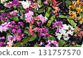 A vibrant collection of colorful orchids 131757570