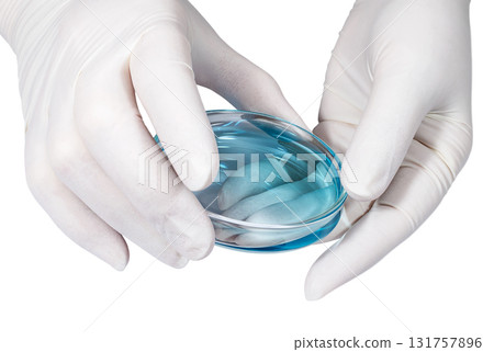 Physician's hands in white latex gloves with petri dish Physician's hands in white latex gloves with petri dish 131757896