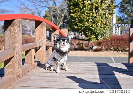 可愛的吉娃娃和日式橋樑 可愛的吉娃娃和日式橋樑 131758113