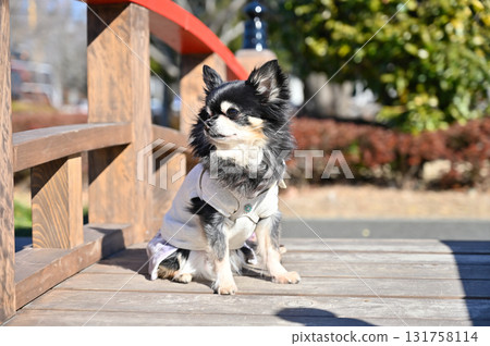 可愛的吉娃娃和日式橋樑 可愛的吉娃娃和日式橋樑 131758114