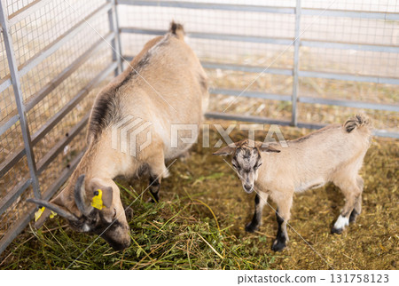 Goats feed in pen on livestock farm Goats feed in pen on livestock farm 131758123