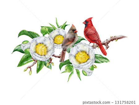 Red cardinal bird couple on white camellia branch with flowers watercolor illustration. Hand drawn bright bird with tender spring blossoms. Red cardinals on camellia tree twig on white background 131758201