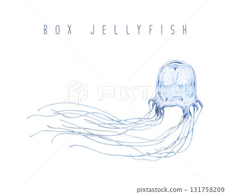 Single box jellyfish on white background hand drawn realistic illustration. Floating wildlife sea dangerous poisonous creature with tentacles. Box jellyfish underwater animal vintage style image Single box jellyfish on white background hand drawn realistic illustration. Floating wildlife sea dangerous poisonous creature with tentacles. Box jellyfish underwater animal vintage style image 131758209