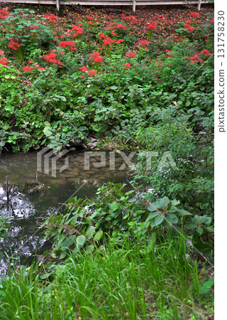 Aichi Prefecture: Cluster amaryllis blooming along the Horikawa River in Kita Ward, Nagoya City 131758230
