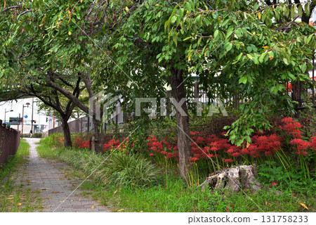 Aichi Prefecture: Cluster amaryllis blooming along the Horikawa River in Kita Ward, Nagoya City 131758233