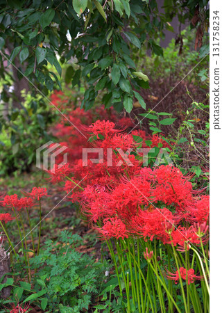 Aichi Prefecture: Cluster amaryllis blooming along the Horikawa River in Kita Ward, Nagoya City Aichi Prefecture: Cluster amaryllis blooming along the Horikawa River in Kita Ward, Nagoya City 131758234