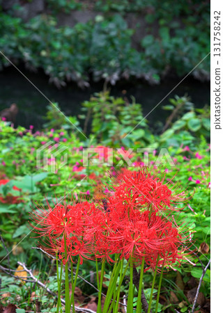 Aichi Prefecture: Cluster amaryllis blooming along the Horikawa River in Kita Ward, Nagoya City 131758242