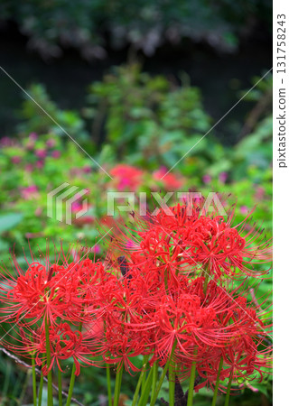Aichi Prefecture: Cluster amaryllis blooming along the Horikawa River in Kita Ward, Nagoya City Aichi Prefecture: Cluster amaryllis blooming along the Horikawa River in Kita Ward, Nagoya City 131758243