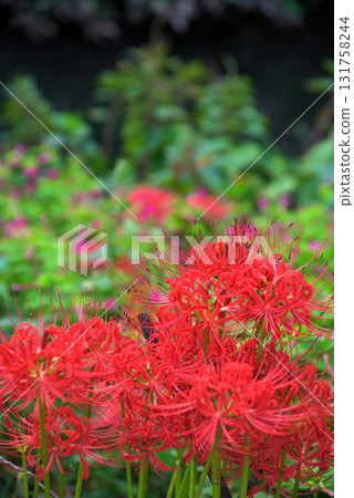 Aichi Prefecture: Cluster amaryllis blooming along the Horikawa River in Kita Ward, Nagoya City Aichi Prefecture: Cluster amaryllis blooming along the Horikawa River in Kita Ward, Nagoya City 131758244