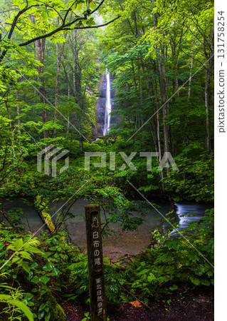 [Aomori Prefecture_Oirase Gorge_Shirafunotaki Falls] A delicate stream like a stream of white cloth 131758254