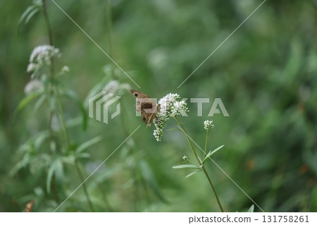 Himejanome Himejanome 131758261