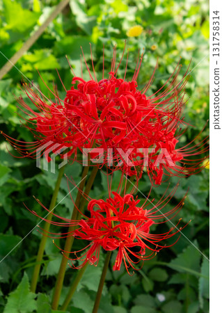Cluster amaryllis Cluster amaryllis 131758314