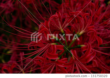 Cluster amaryllis 131758320