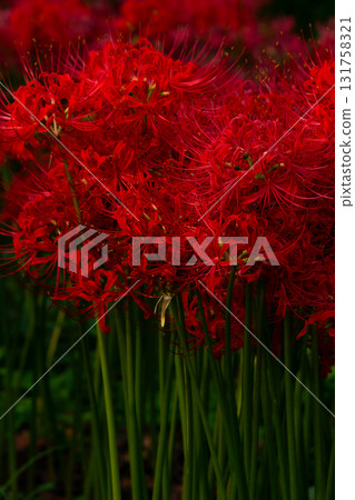 Growing red spider lilies Growing red spider lilies 131758321