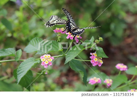 秋季公園裡兩隻燕尾蝶在色彩繽紛的馬纓丹花周圍飛舞 秋季公園裡兩隻燕尾蝶在色彩繽紛的馬纓丹花周圍飛舞 131758334