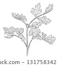 Monochrome botanical fragrant herb drawing of parsley plant isolated on white background. Graphic hand drawn ink vector 131758342