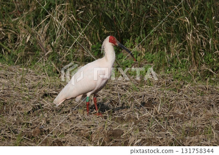 A crested ibis standing in a field 131758344