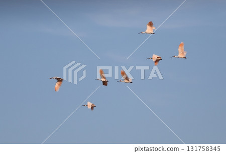 Crested ibises flying in a flock Crested ibises flying in a flock 131758345