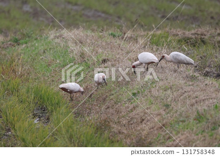 Crested ibises foraging in groups Crested ibises foraging in groups 131758348