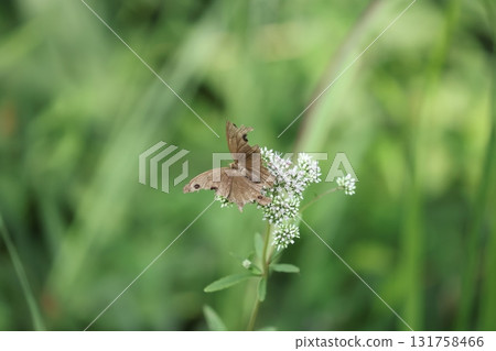 Himejanome Himejanome 131758466