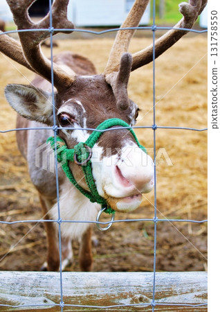 幌延馴鹿農場的風景 131758550