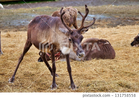 幌延馴鹿農場的風景 131758558