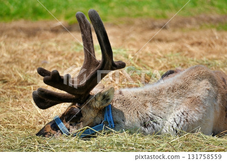 幌延馴鹿農場的風景 131758559