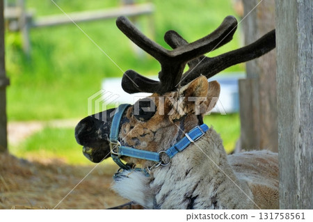 Scenery of Horonobe Reindeer Farm 131758561