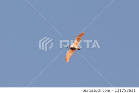 A crested ibis flying, showing off its crested feathers A crested ibis flying, showing off its crested feathers 131758631