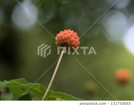 Cute maboshi fruit ripened in September 131758683