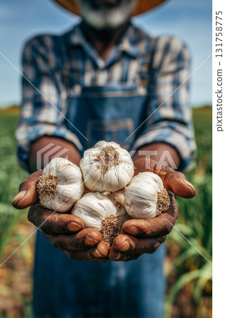 Farmer proudly holds freshly harvested garlic during a sunny day in the field 131758775