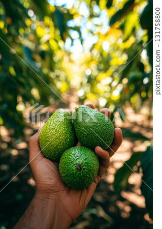 Harvesting fresh avocados in a sunny orchard on a clear day 131758800