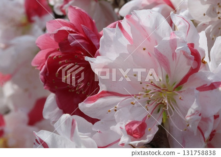 Peach blossoms in full bloom Peach blossoms in full bloom 131758838