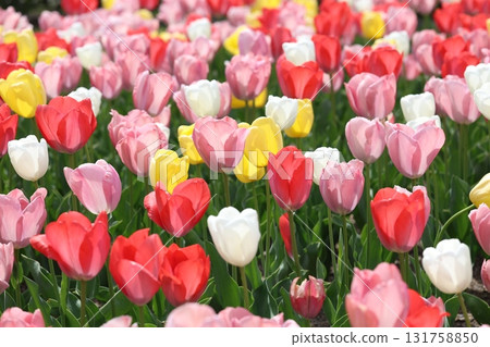 燦爛的鬱金香 燦爛的鬱金香 131758850