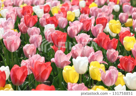 美麗的鬱金香花 美麗的鬱金香花 131758851