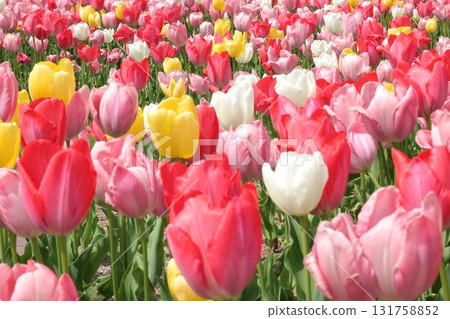 美麗的鬱金香花 美麗的鬱金香花 131758852