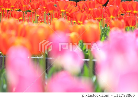 Colorful tulip field Colorful tulip field 131758860
