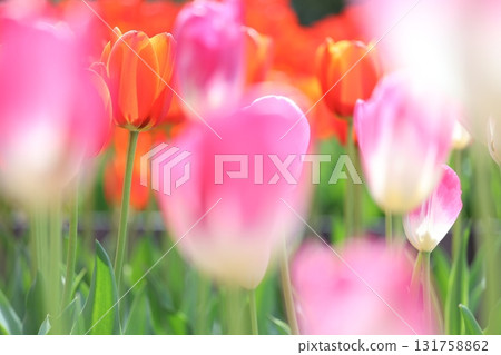  多彩鬱金香 131758862